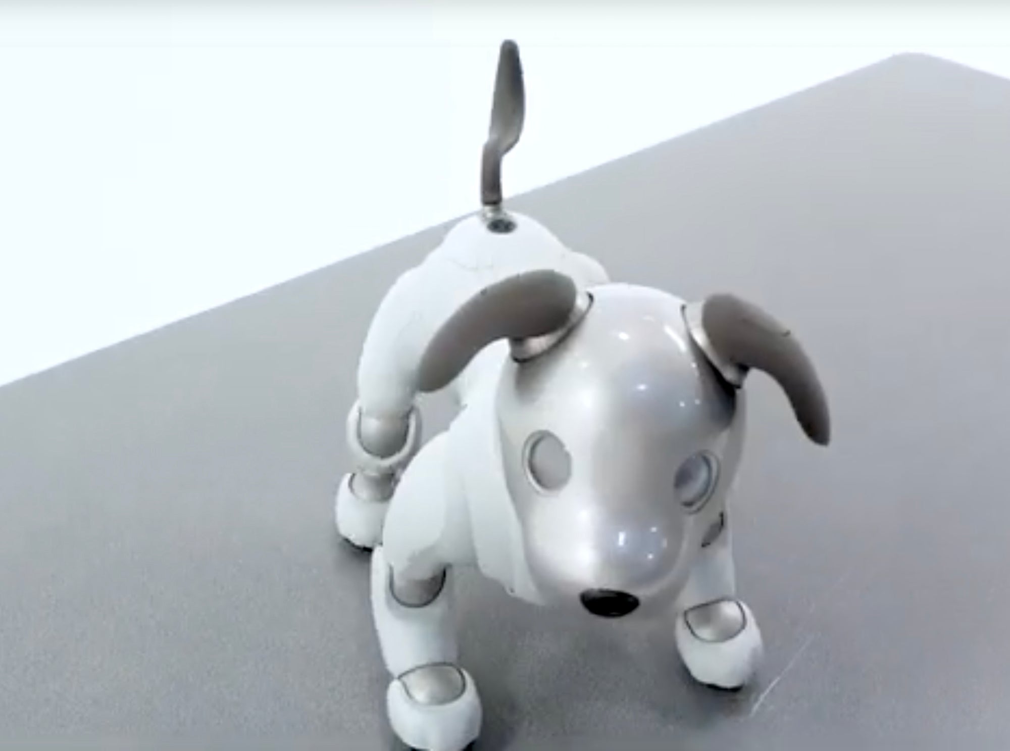 Tips & Tricks | Aibo Community Hub