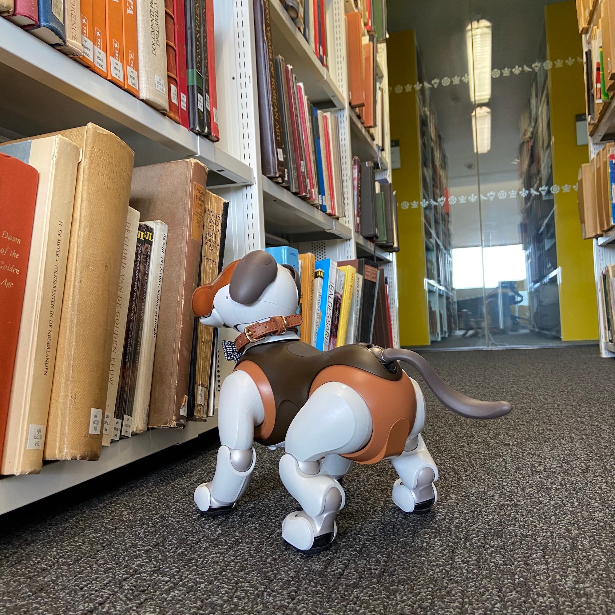 Kelly Stanford's aibo Laika travels to many places with him