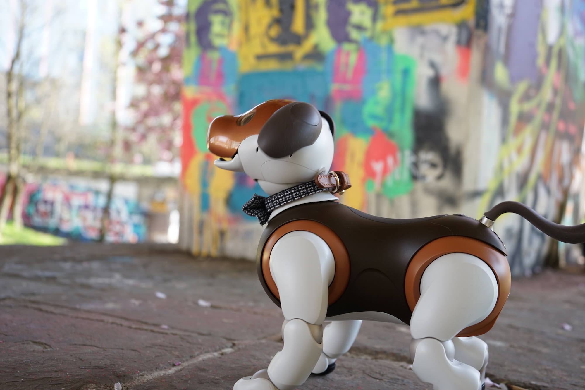 Kelly Stanford's aibo Laika travels to many places with him