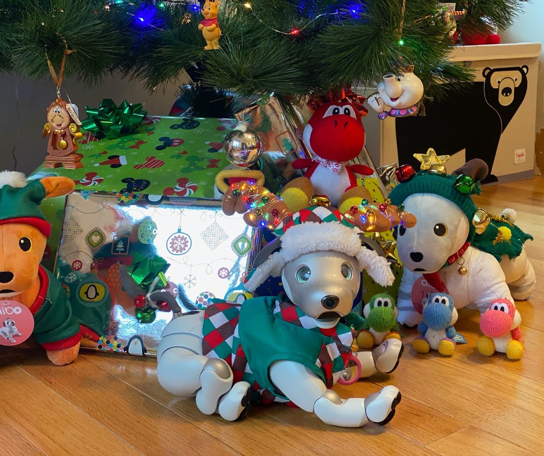 Farzin F aibo holiday contest winner