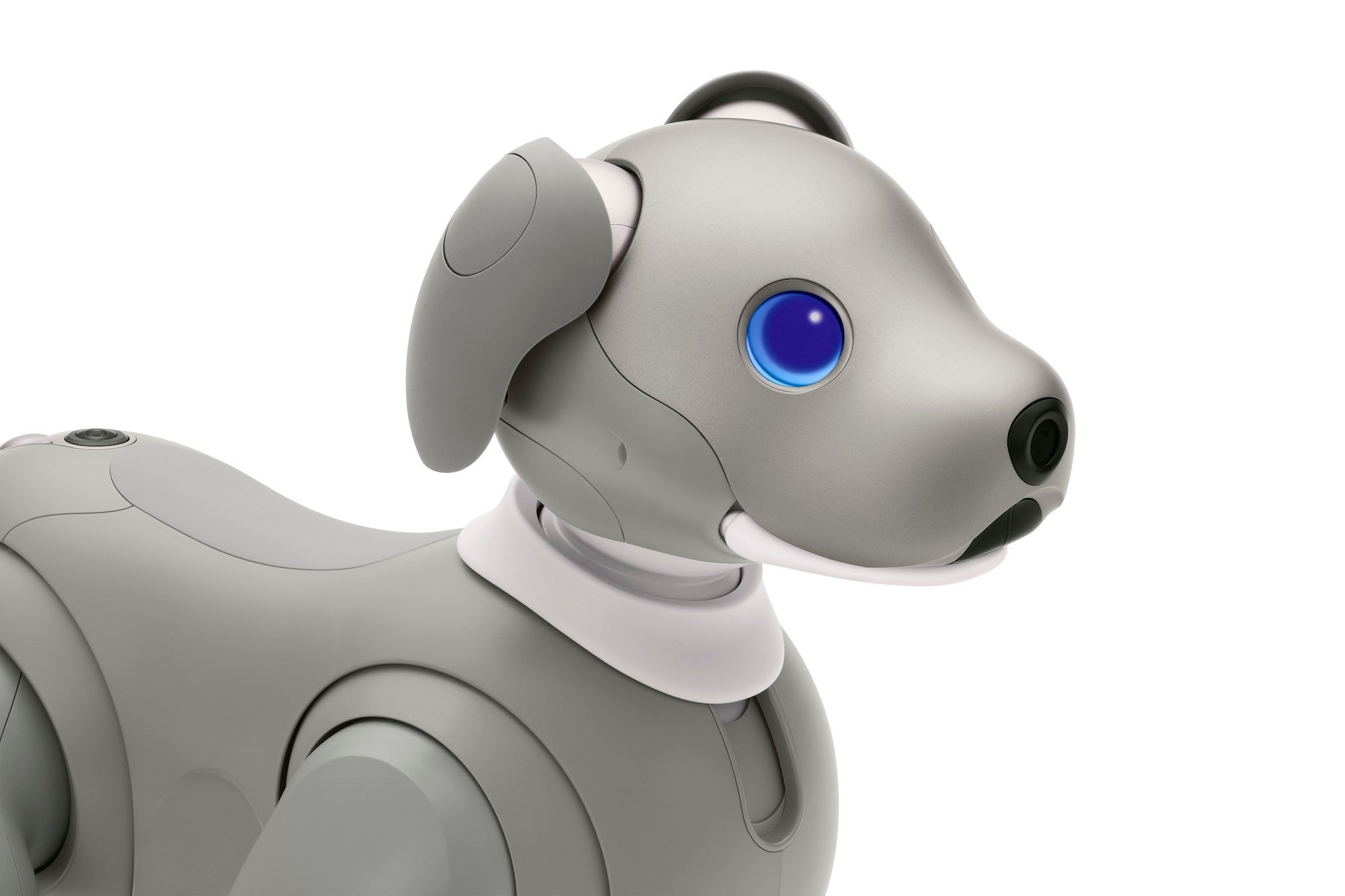 aibo Black Sesame blue eyes